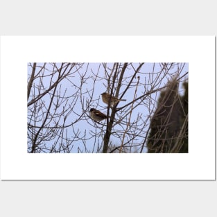 Two Sparrows Perched In a Tree, Male and Female Posters and Art